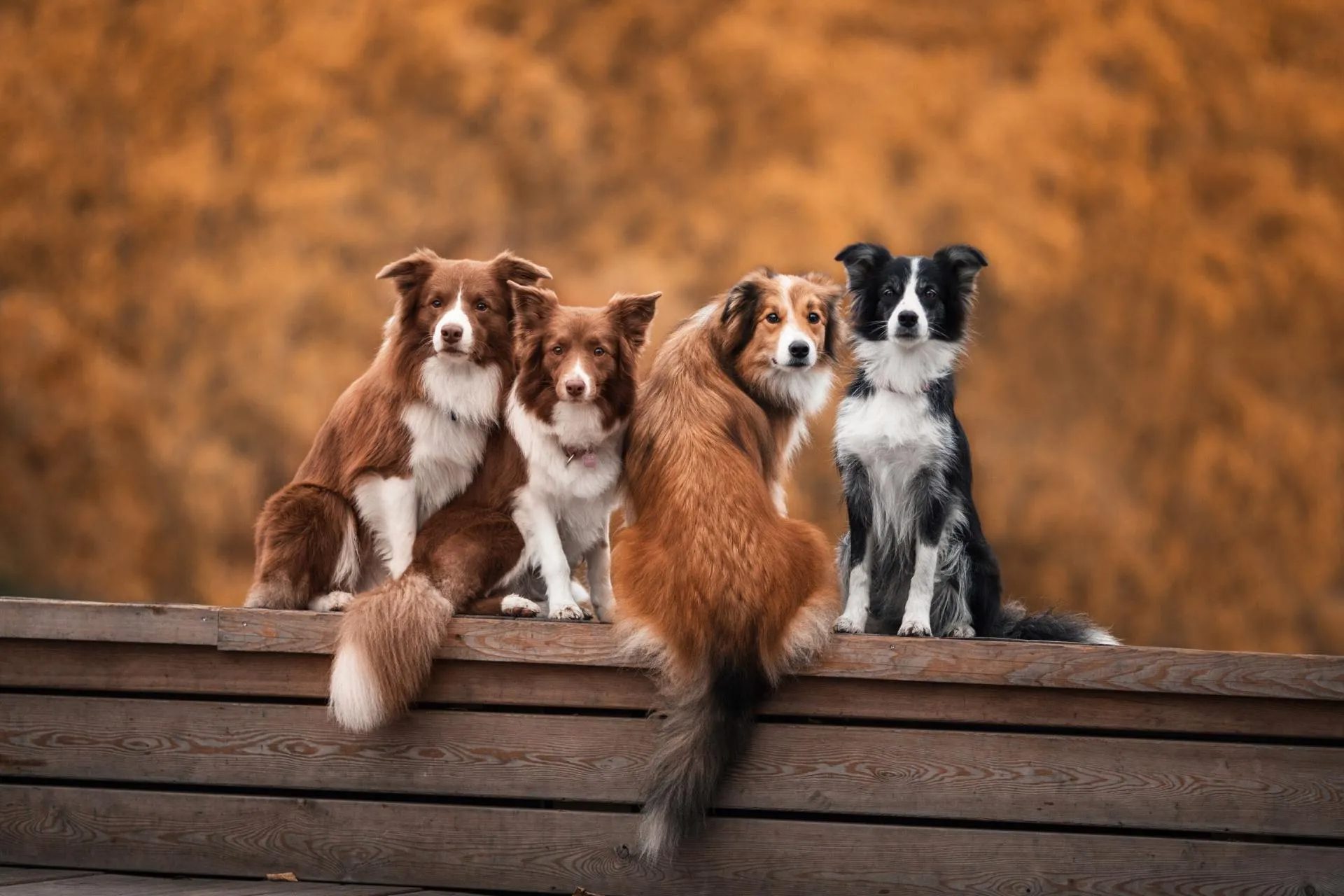 Group of dogs sitting on a bench