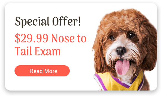 Special Offer! $29.99 Nose to Tail Exam - Read More