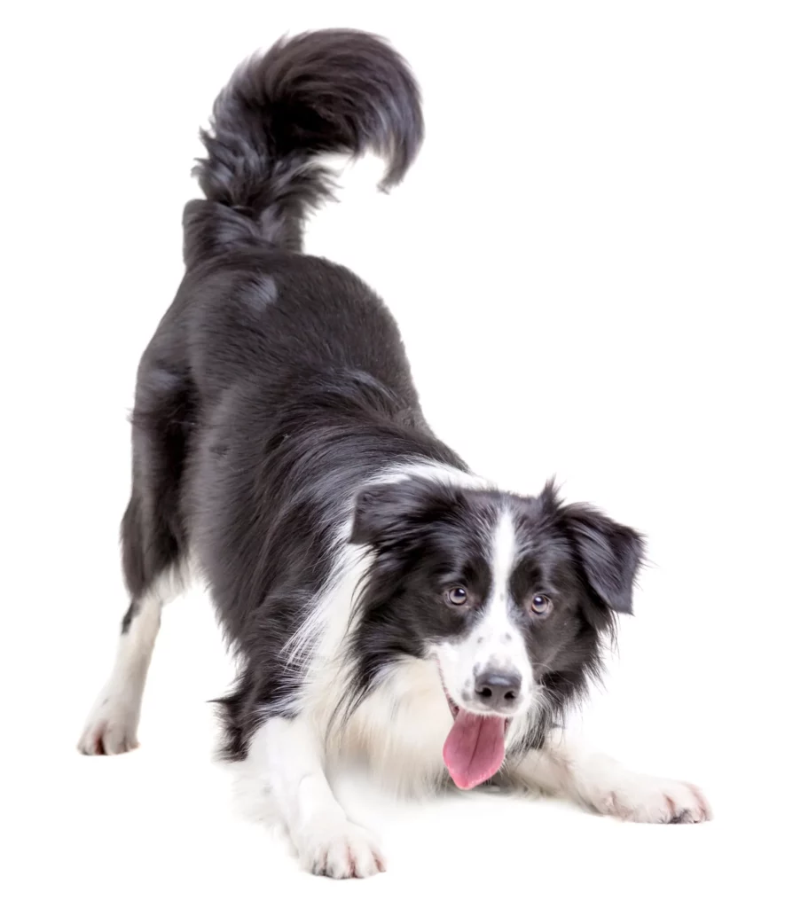 Black and white dog playing on a white studio background.