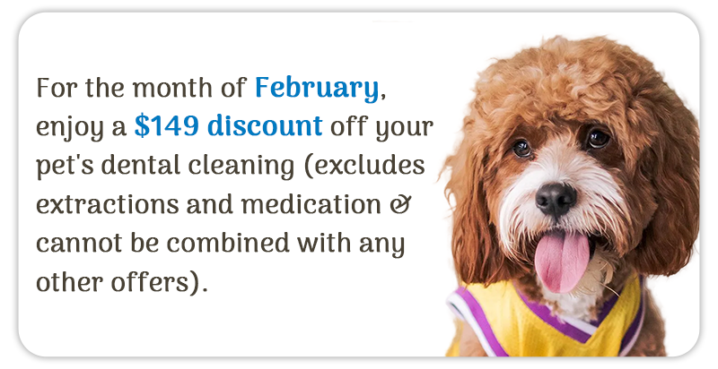 For the month of February, enjoy a $149 discount off your pet's dental cleaning 