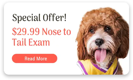 Special Offer! $29.99 Nose to Tail Exam - Read More