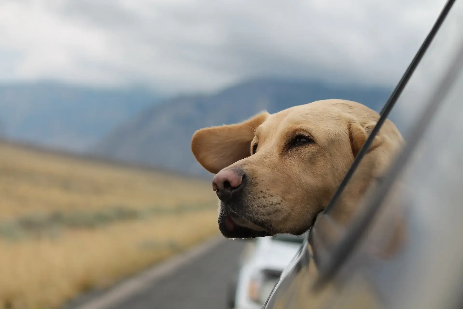 dog with light brown fur sticking head out window of a car