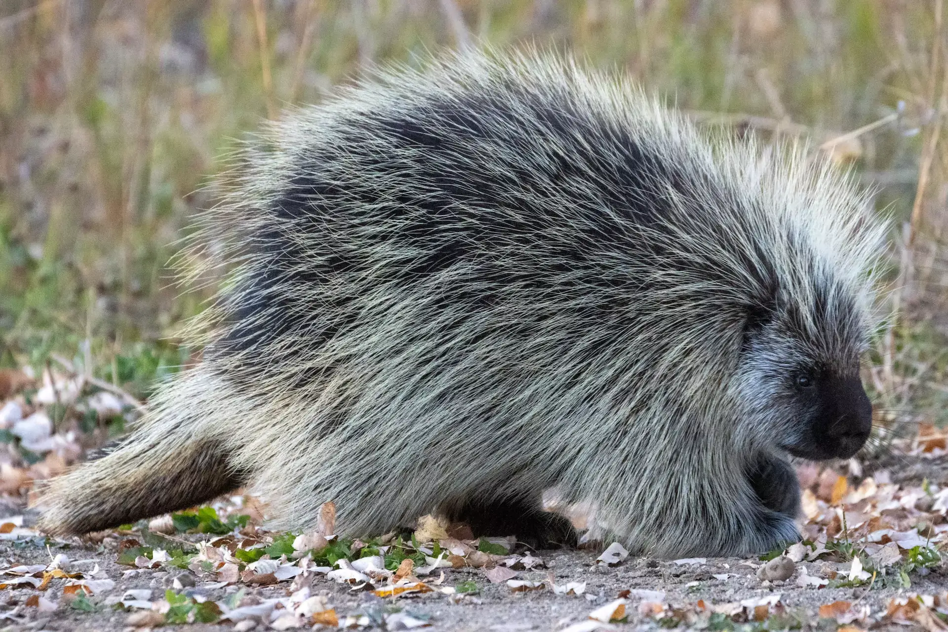 Porcupine