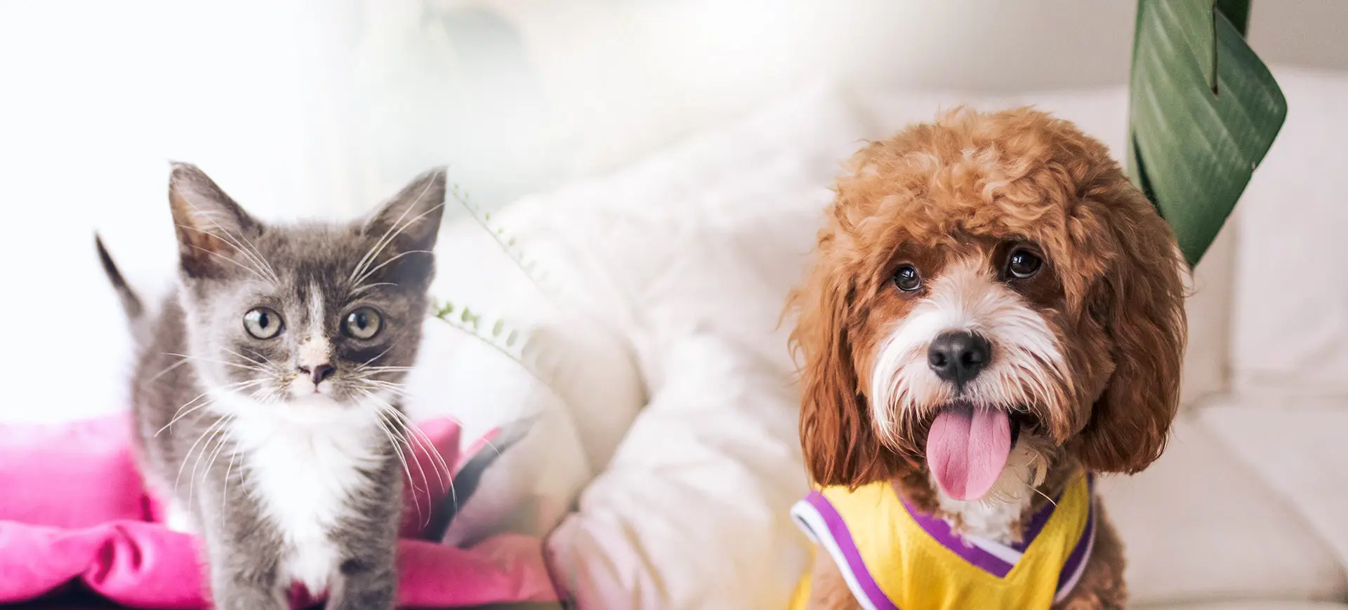 Dog and cat sitting on a couch