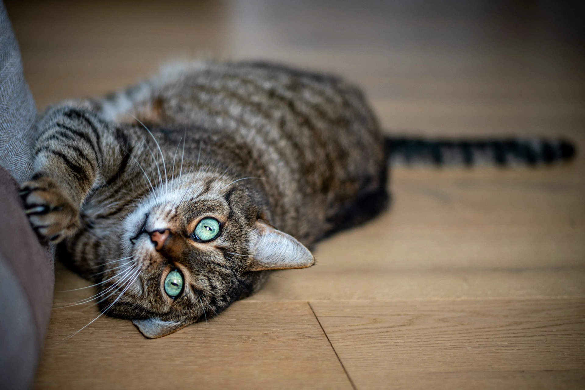 A striped brown tabby cat with bright green eyes is lying on its back on a wooden floor.