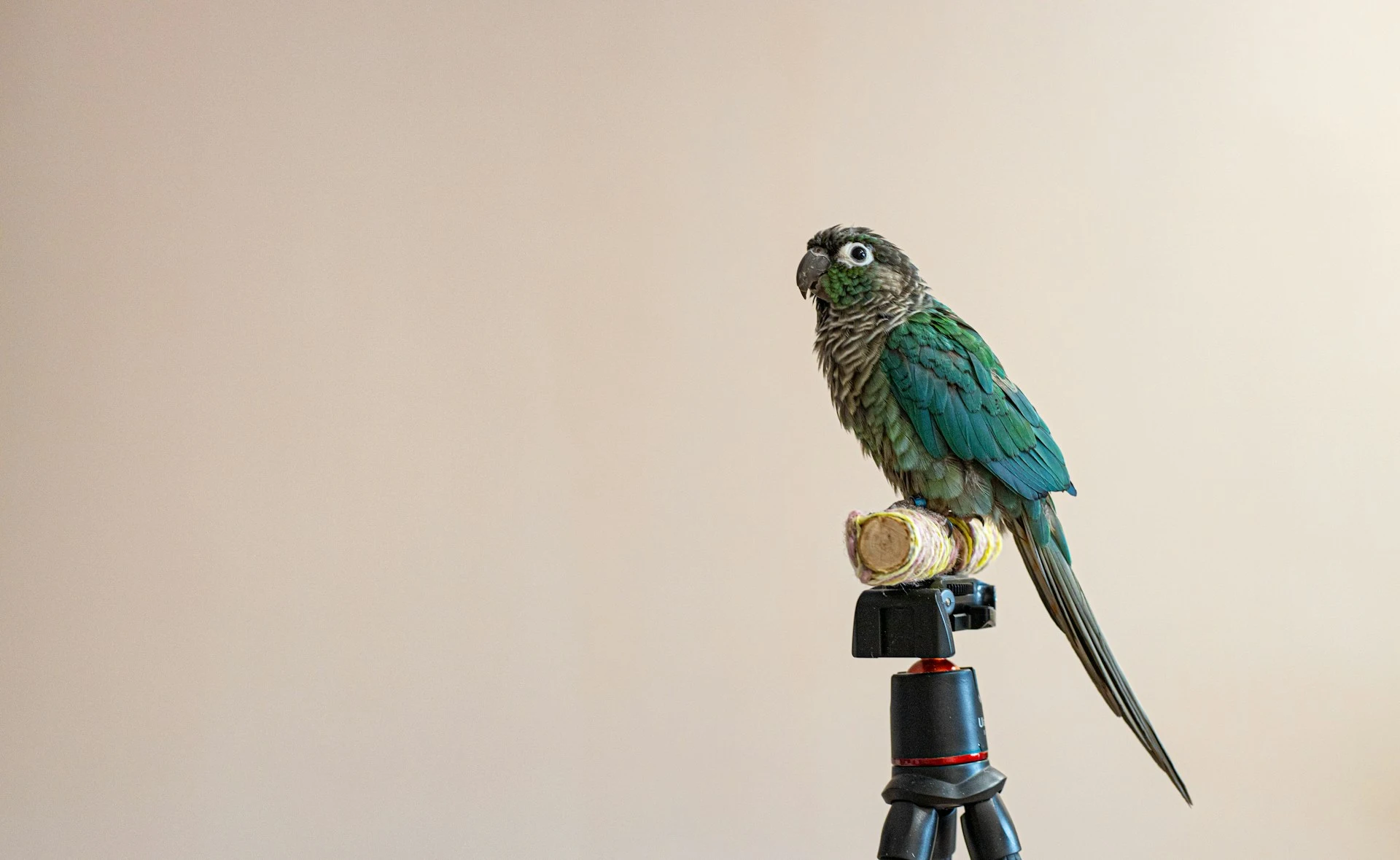 A small parrot perches on a makeshift perch wrapped in string mounted on a camera tripod.
