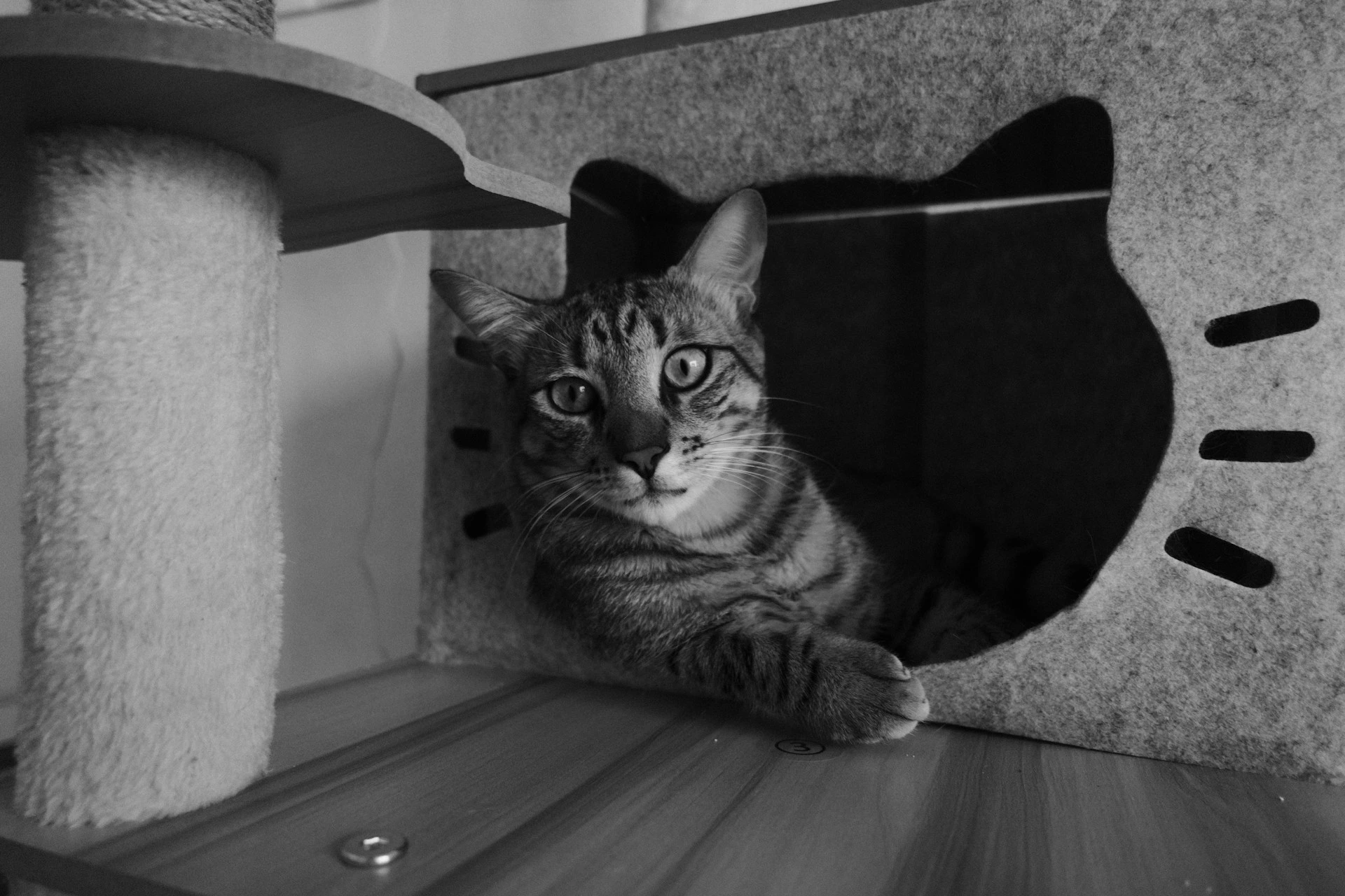 A black and white photo of a tabby cat sitting inside a cat-shaped cutout in a cat tree.