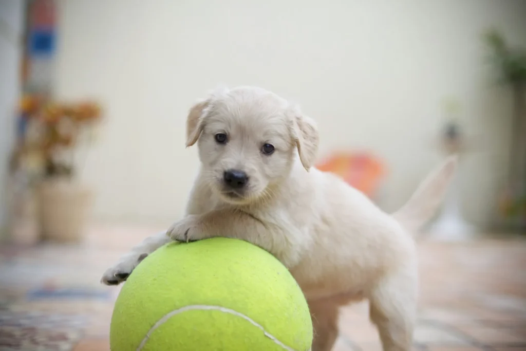 A tiny cream-colored puppy stands with its paw resting on a large, bright green tennis ball.