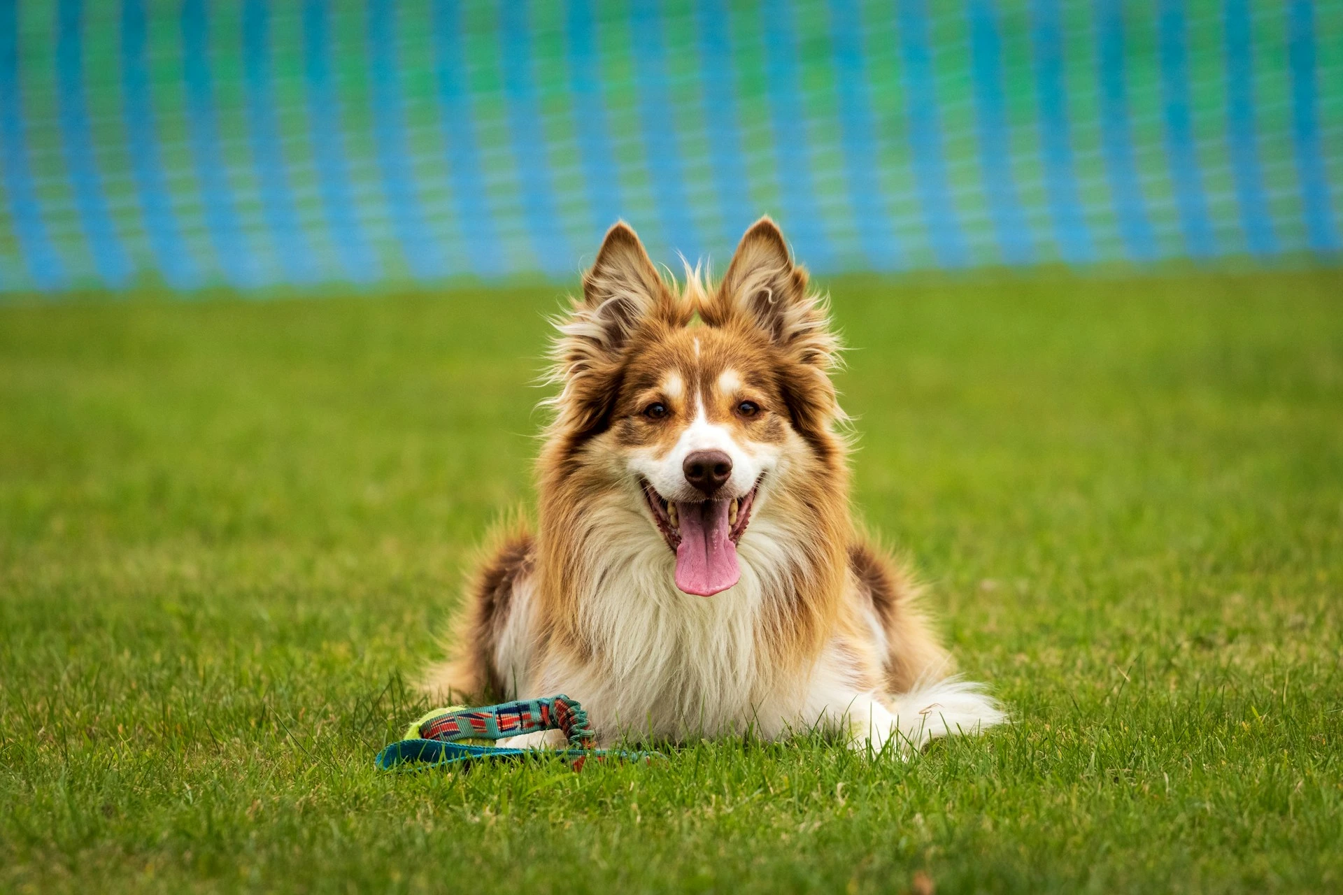 A dog lies on green grass with a leash next to it.