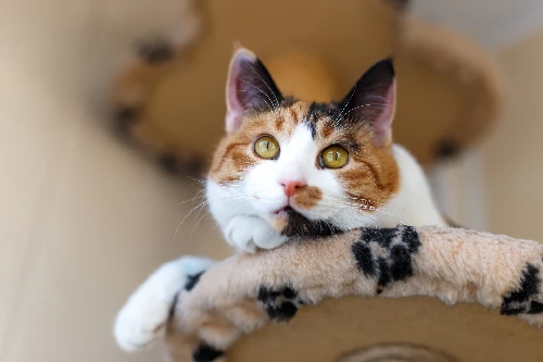 Cat Boarding